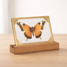 Load image into Gallery viewer, Framed Butterfly Tabletop DŽcor 9"L