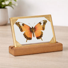 Load image into Gallery viewer, Framed Butterfly Tabletop DŽcor 9"L