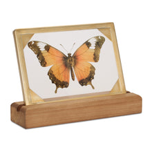 Load image into Gallery viewer, Framed Butterfly Tabletop DŽcor 9"L