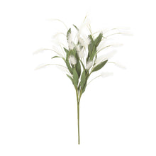 Load image into Gallery viewer, White Plume Bush (Set of 2)