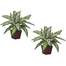 Load image into Gallery viewer, Silver Queen Silk Plant (Set of 2)