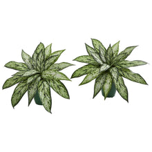 Load image into Gallery viewer, Silver Queen Artificial Plant in Green Planter (Set of 2)