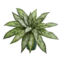 Load image into Gallery viewer, Silver Queen Artificial Plant in Green Planter (Set of 2)