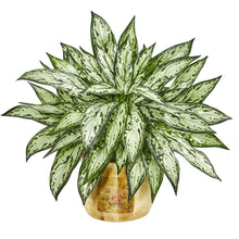 Load image into Gallery viewer, 17" Silver Queen Artificial Plant in Decorative Planter (Set of 2)