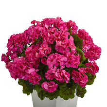 Load image into Gallery viewer, 27" Geranium Artificial Plant in White Planter UV Resistant (Indoor/Outdoor)
