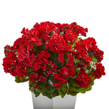 Load image into Gallery viewer, 27" Geranium Artificial Plant in White Planter UV Resistant (Indoor/Outdoor)