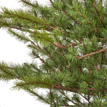 Load image into Gallery viewer, 7' Vancouver Mountain Pine Artificial Christmas Tree with 374 Bendable Branches