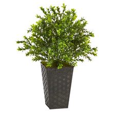 Load image into Gallery viewer, 19" Sweet Grass Artificial Plant in Embossed Black Planter