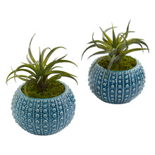 Load image into Gallery viewer, Air Plant Artificial Succulent in Blue Vase (Set of 2)