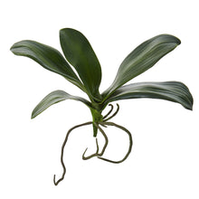 Load image into Gallery viewer, 9" Phalaenopsis Orchid Leaf Artificial Flower (Set of 6)