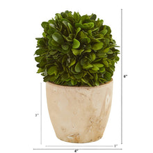 Load image into Gallery viewer, 6" Boxwood Ball Preserved Plant in Planter (Set of 2)