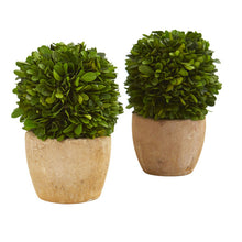 Load image into Gallery viewer, 7" Boxwood Ball Preserved Plant in Decorative Planter (Set of 2)