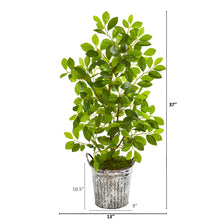 Load image into Gallery viewer, 37" Mini Ficus Artificial Tree in White Washed Vintage Metal Pail
