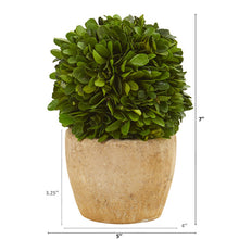 Load image into Gallery viewer, 7" Boxwood Ball Preserved Plant in Decorative Planter (Set of 2)