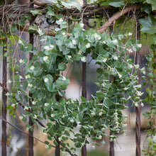 Load image into Gallery viewer, Seeded Eucalyptus Grapevine Wreath 28"D