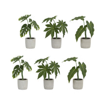Load image into Gallery viewer, Assorted Foliage Plant in Grey Pot (Set of 6)