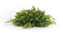 Load image into Gallery viewer, Spring Mini Leaf Foliage Half Orb (Set of 6)