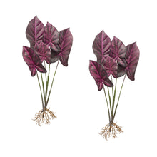 Load image into Gallery viewer, Burgandy Caladium Plant with Roots Accent (Set of 2)