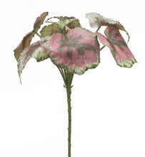 Load image into Gallery viewer, Varigated Begonia Leaf Bush (Set of 2)