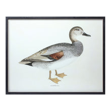 Load image into Gallery viewer, Wood Framed Encyclopedia Bird Print (Set of 5)