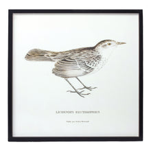 Load image into Gallery viewer, Wood Framed Encyclopedia Bird Print (Set of 5)