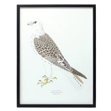 Load image into Gallery viewer, Wood Framed Encyclopedia Bird Print (Set of 5)