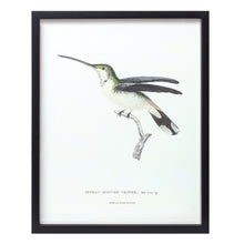 Load image into Gallery viewer, Wood Framed Encyclopedia Bird Print (Set of 5)
