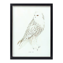Load image into Gallery viewer, Wood Framed Encyclopedia Bird Print (Set of 5)