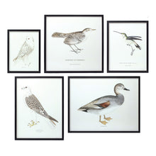 Load image into Gallery viewer, Wood Framed Encyclopedia Bird Print (Set of 5)