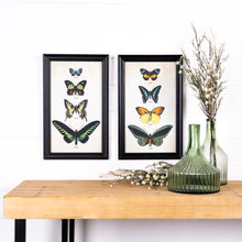 Load image into Gallery viewer, Framed Encyclopedia Butterfly Print Under Glass (Set of 2)
