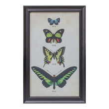 Load image into Gallery viewer, Framed Encyclopedia Butterfly Print Under Glass (Set of 2)
