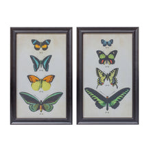 Load image into Gallery viewer, Framed Encyclopedia Butterfly Print Under Glass (Set of 2)