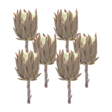 Load image into Gallery viewer, Beige Protea Stem (Set of 6)