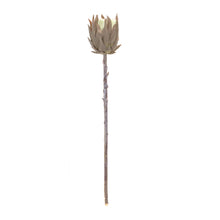 Load image into Gallery viewer, Beige Protea Stem (Set of 6)