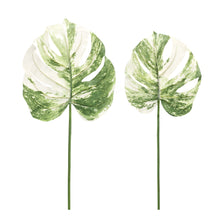 Load image into Gallery viewer, Light Varigated Philo Leaf Stem (Set of 12)