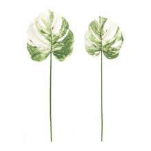 Load image into Gallery viewer, Light Varigated Philo Leaf Stem (Set of 12)