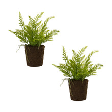 Load image into Gallery viewer, Varigated Fern Bush with Rooted Base (Set of 2)