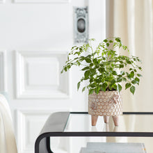 Load image into Gallery viewer, Resin Honeycomb Bumble Bee Planter with Legs (Set of 2)