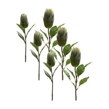 Load image into Gallery viewer, Green Protea Leaf Stem (Set of 6)