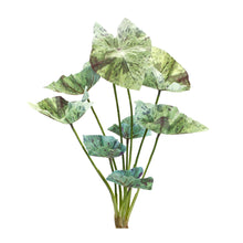 Load image into Gallery viewer, Varigated Caladium Foliage Bush (Set of 6)