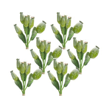 Load image into Gallery viewer, Green Poppy Pod Foliage Bundle (Set of 6)