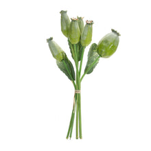 Load image into Gallery viewer, Green Poppy Pod Foliage Bundle (Set of 6)
