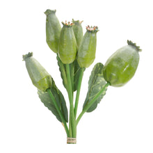 Load image into Gallery viewer, Green Poppy Pod Foliage Bundle (Set of 6)