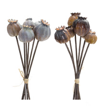 Load image into Gallery viewer, Brown Poppy Pod Foliage Bundle (Set of 6)