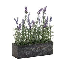 Load image into Gallery viewer, Potted Lavender Flower Box Arrangement (Set of 2)