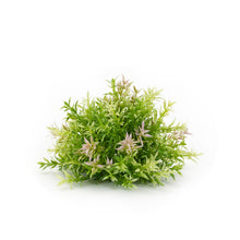 Load image into Gallery viewer, Varigated Mini Leaf Half Orb (Set of 6)