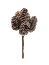 Load image into Gallery viewer, Pine Cone Bundle (Set of 12)