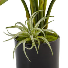 Load image into Gallery viewer, Bird of Paradise in Black Glossy Cylinder