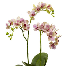Load image into Gallery viewer, Raspberry Orchid Elegance Arrangement