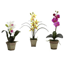 Load image into Gallery viewer, Potted Orchid Mix (Set of 3)